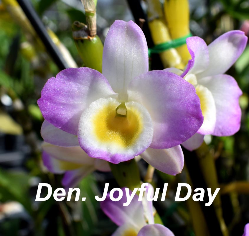 Den. Joyful Day in bloom